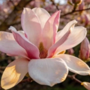 Saucer Magnolia
