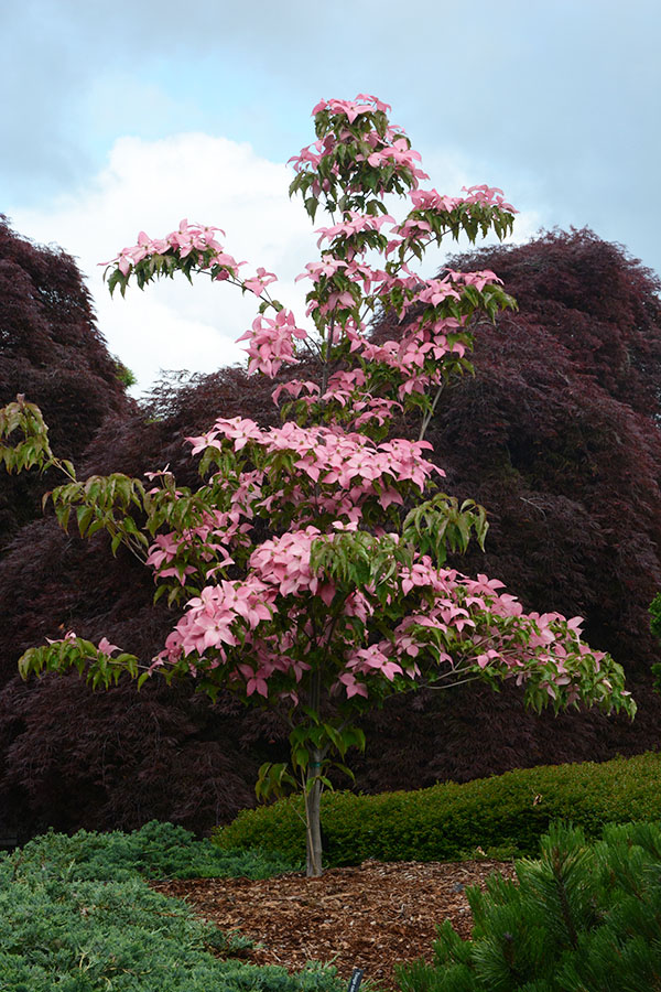 Scarlett Fire Dogwood