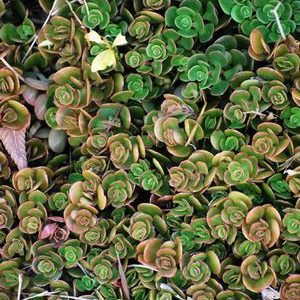 Stonecrop