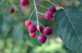 Serviceberry