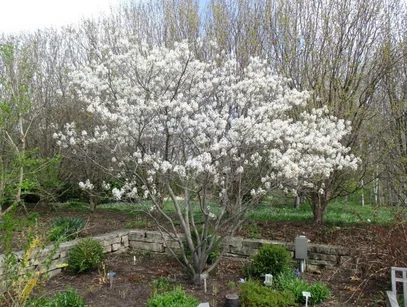 Serviceberry