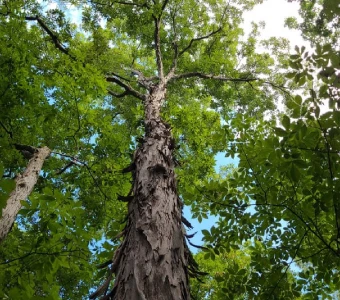 //www.courvillenursery.com/wp-content/uploads/Shagbark-Hickory.webp