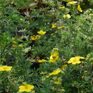 Shrubby Cinquefoil