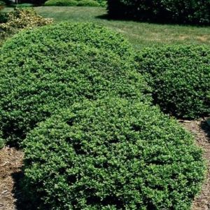 Soft Touch Japanese Holly