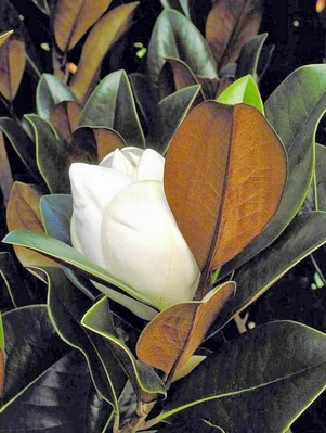 Southern Magnolia