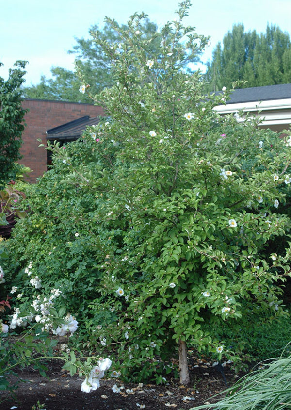 Stewartia