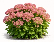 Stonecrop