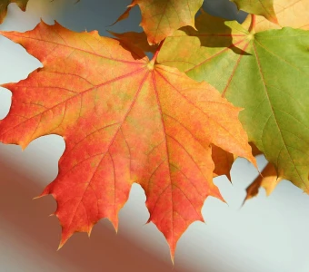 //www.courvillenursery.com/wp-content/uploads/Sugar-Maple-1.webp