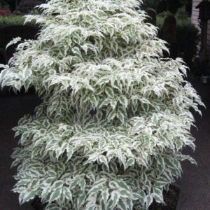 Summer Fun Kousa Dogwood