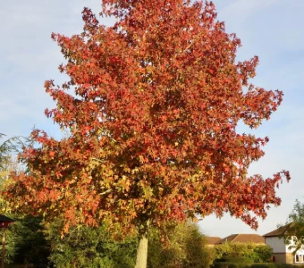 //www.courvillenursery.com/wp-content/uploads/Sweetgum.webp