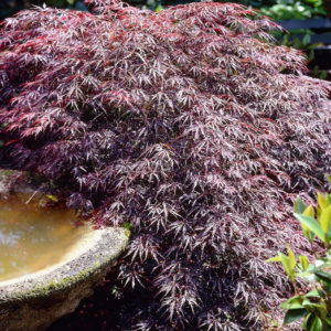 Tamukeyama Japanese Maple