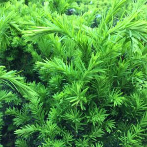Densiformis Yew