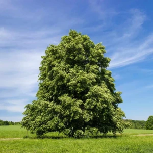 Tilia Americana
