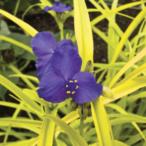 Spiderwort