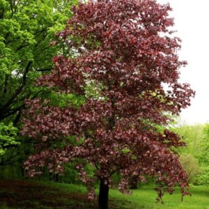 Crimson King , Norway Maple