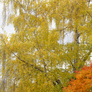 Trost Dwarf European White Birch