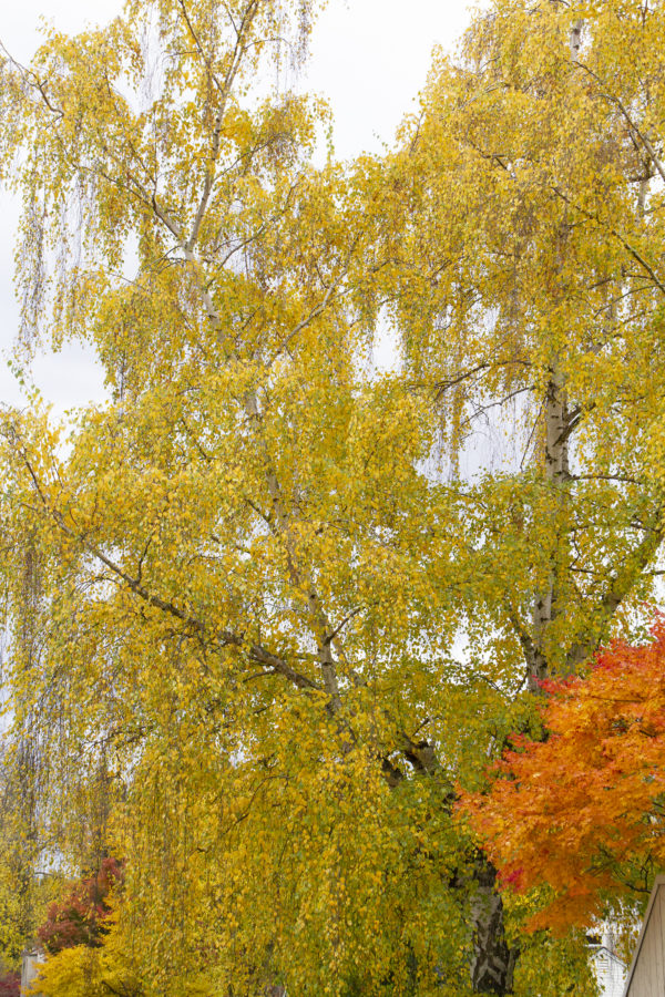 Trost Dwarf European White Birch