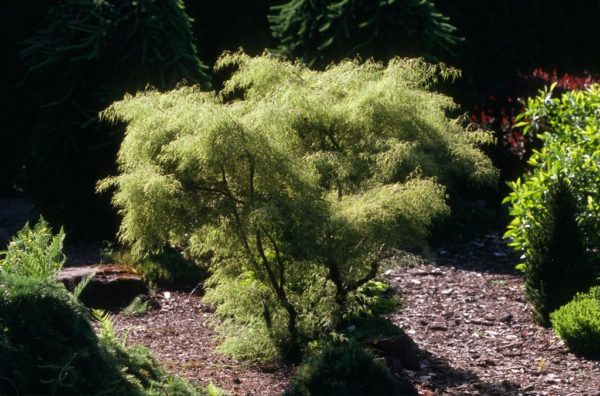 Trost's Dwarf European White Birch