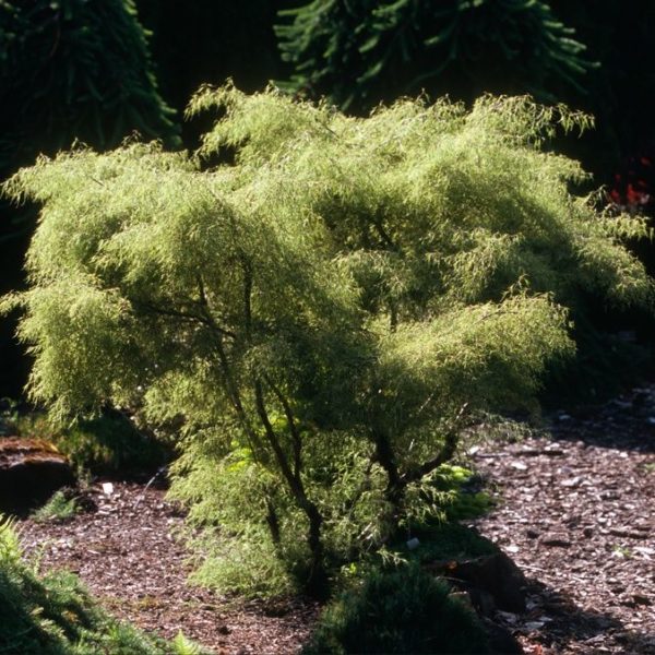 Youngii Weeping Birch Betula pendula Courville Nurseries