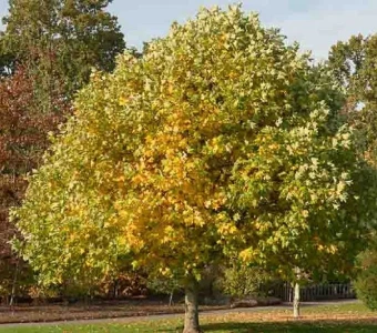 //www.courvillenursery.com/wp-content/uploads/Tulip-Tree.webp