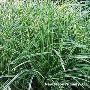 Variegated Sedge