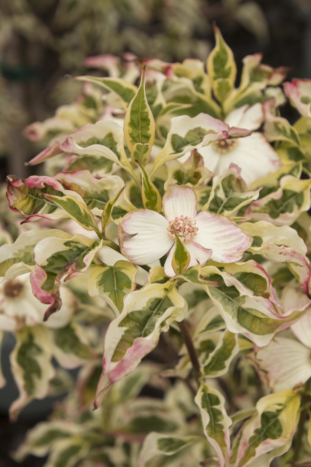 Variegated Stellar Pink ' Dogwood Cornus kousa x florida ' Stellar
