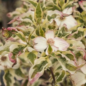 Variegated Stellar Pink ' Dogwood