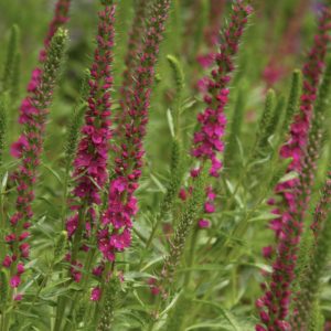 Speedwell