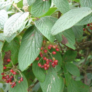 Alleghany Viburnum