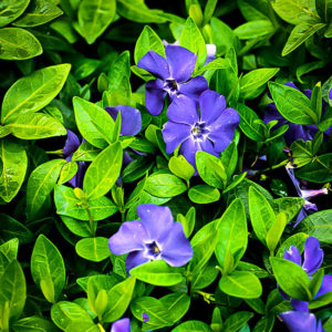 Lesser periwinkle