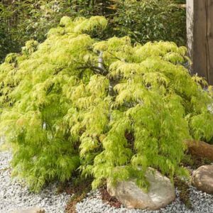 Viridis Laceleaf Japanese Maple