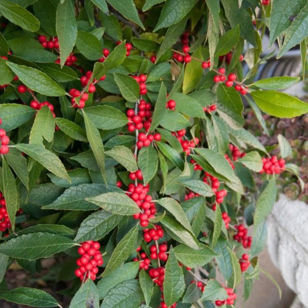 Southern Gentleman Winterberry