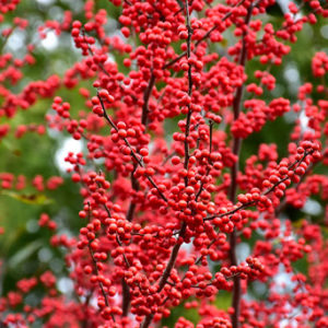 Winter Red Winterberry