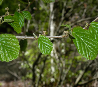 //www.courvillenursery.com/wp-content/uploads/Witchhazel-1.webp