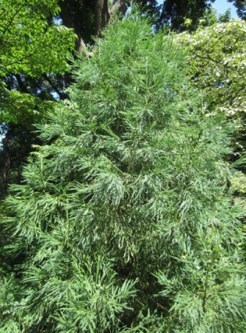 Yoshino Cryptomeria 