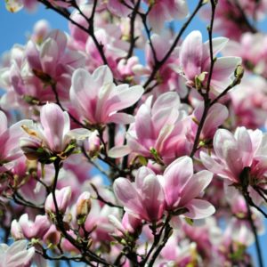 Alexandrina Magnolia