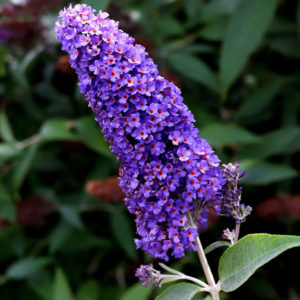 Butterfly bush