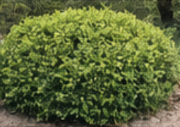 Boxwood