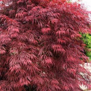 Garnet Japanese Maple