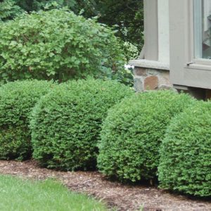 Green Velvet Boxwood