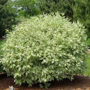 Flowering Dogwood