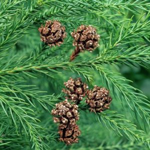 Japanese Cedar