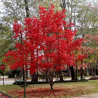 Acer palmatum 'Autumn Fire' Japanese Maple