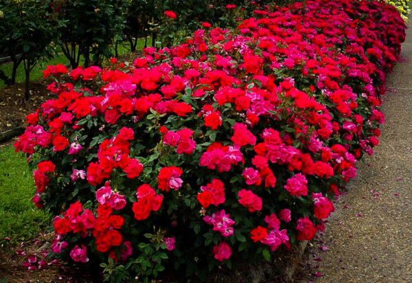 Knock Out Rose