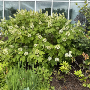 Oakleaf Hydrangea