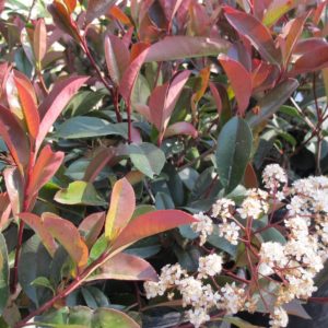 Photinia