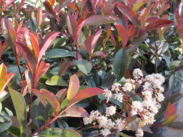 Photinia