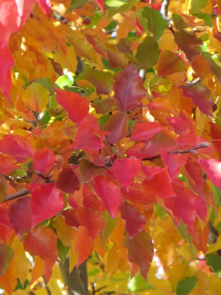 Cleveland Select Pear Pyrus calleryana Courville Nurseries