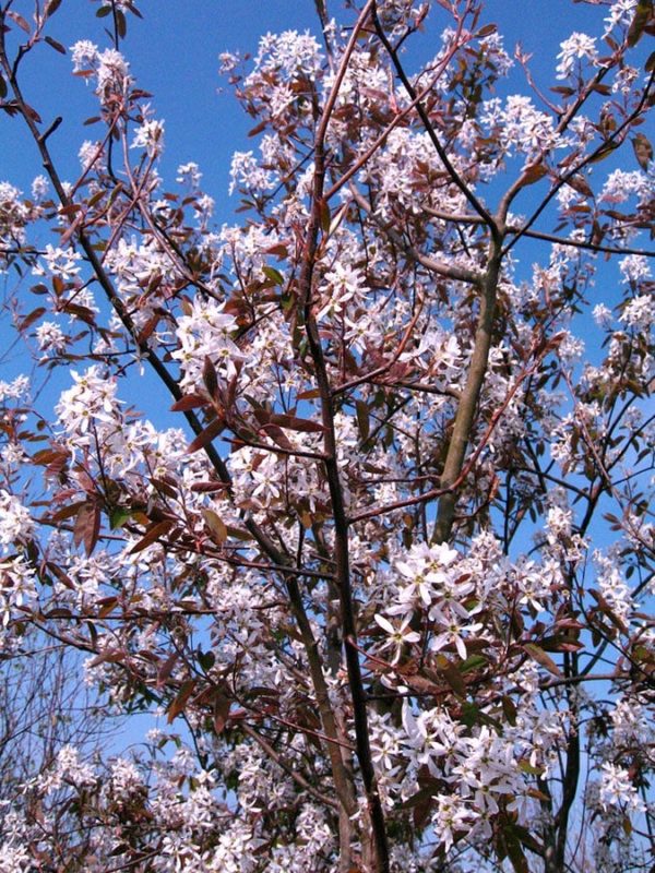 Serviceberry ' Robin Hill '